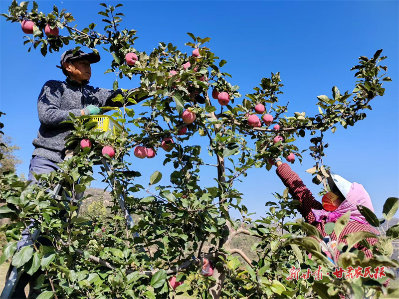 崇信：硕果盈枝采摘忙