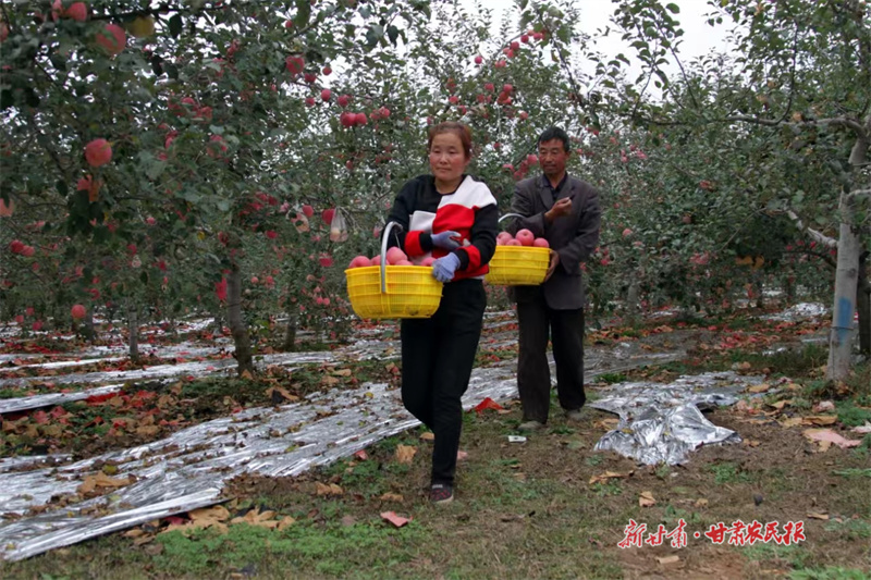 苹果丰收背后的“四新技术”——灵台县苹果产业链高质量发展见闻