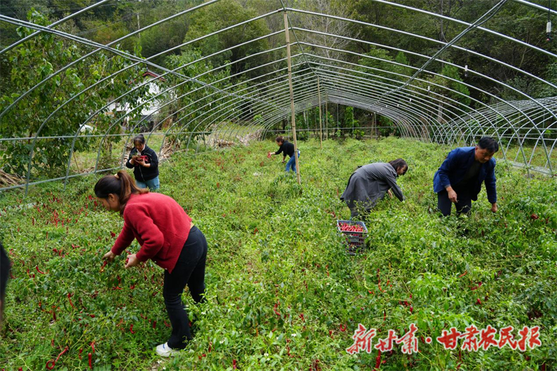 康县云台镇：辣椒喜丰收 “丰”景别样红
