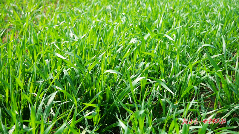 【组图】绿色画卷！崇信县10.33万亩冬小麦出苗