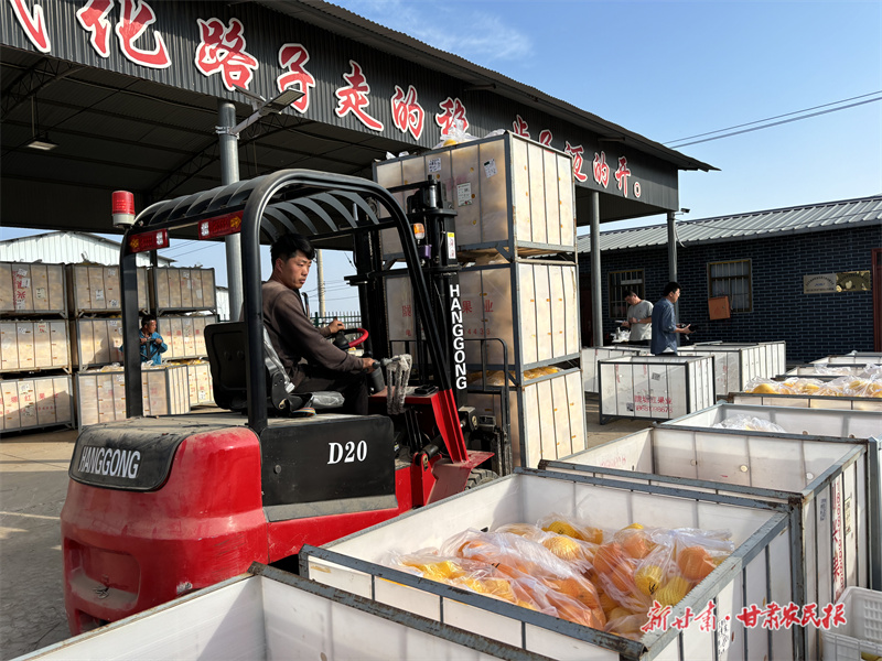 【组图】灵台：“金”果丰收满枝头