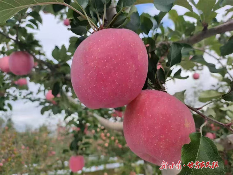 崇信：硕果盈枝，果农喜悦“溢”心头