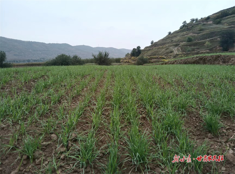 静宁：“四良”融合提高粮食生产效益