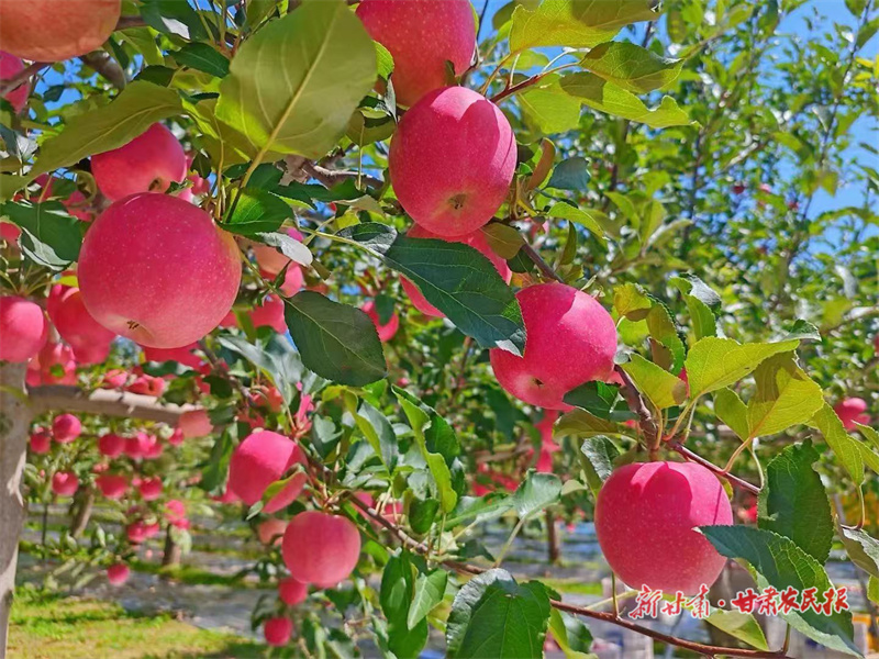 【图片新闻】泾川：硕果盈满枝 摘袋迎丰收