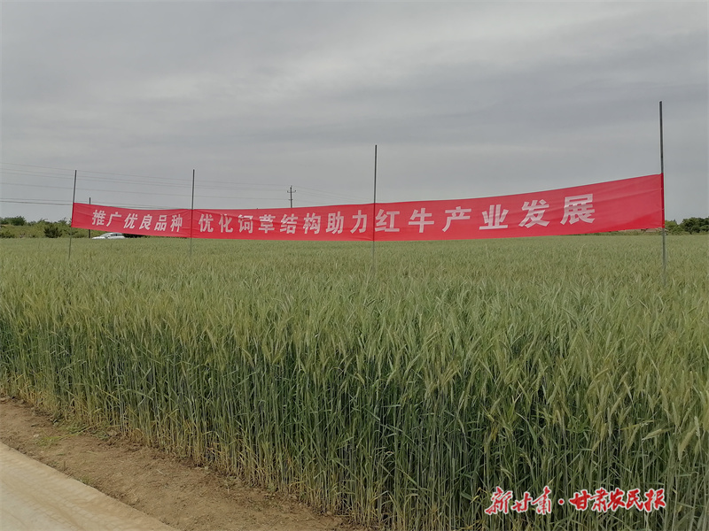 ​平凉：“一年两作”饲草高效种植赋能红牛产业发展