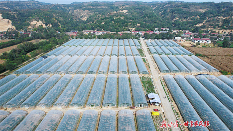 ​泾川：设施蔬菜“丰”景好

