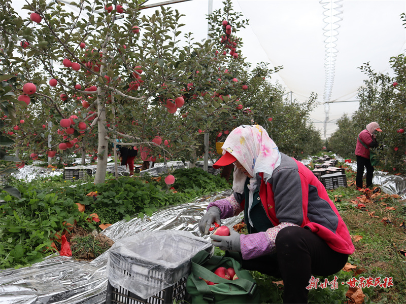 【组图】崆峒区：苹果丰收 “甜”了市场 富了果农