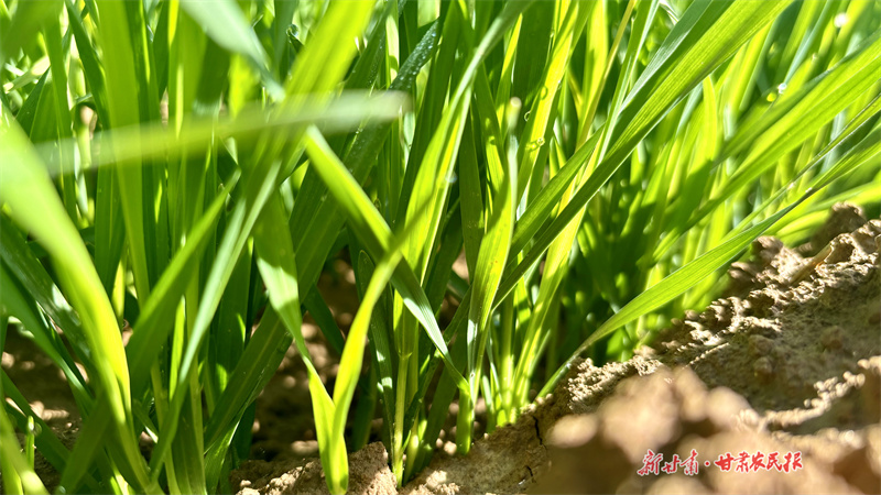 【组图】崆峒区：23万亩冬小麦出苗见绿 长势喜人