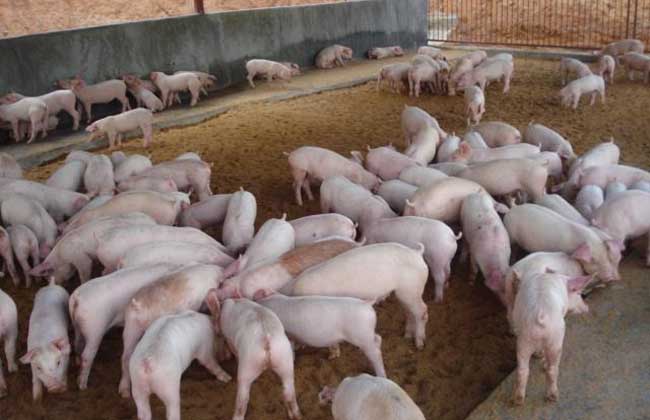 秋防仔猪三种病