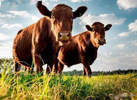 牛咽炎的治疗措施