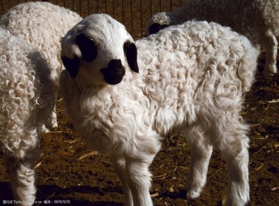 羔羊安全过秋冬 留意五个方面