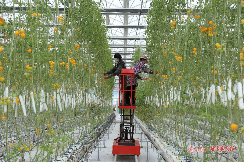 西和发展现代特色种业