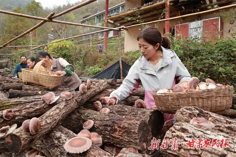 康县：林下种植助增收