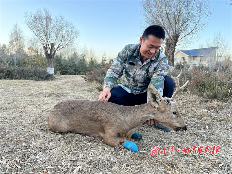 民乐警方成功救助并放生一只国家“三有”保护动物——狍鹿