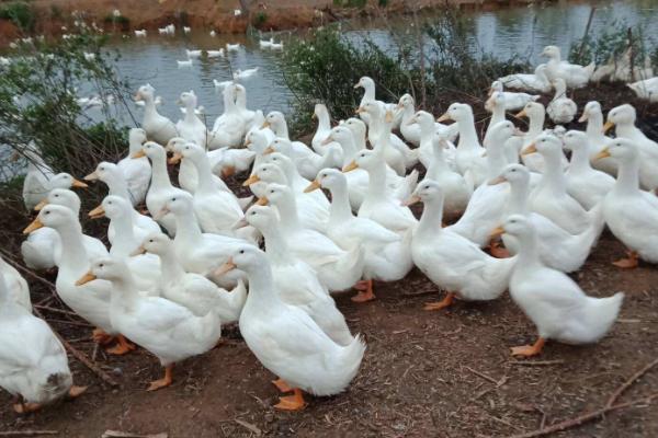 冬季如何提高蛋鸭产蛋量