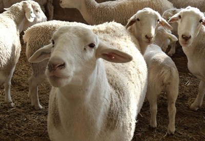 冬季需防范羊梭菌病