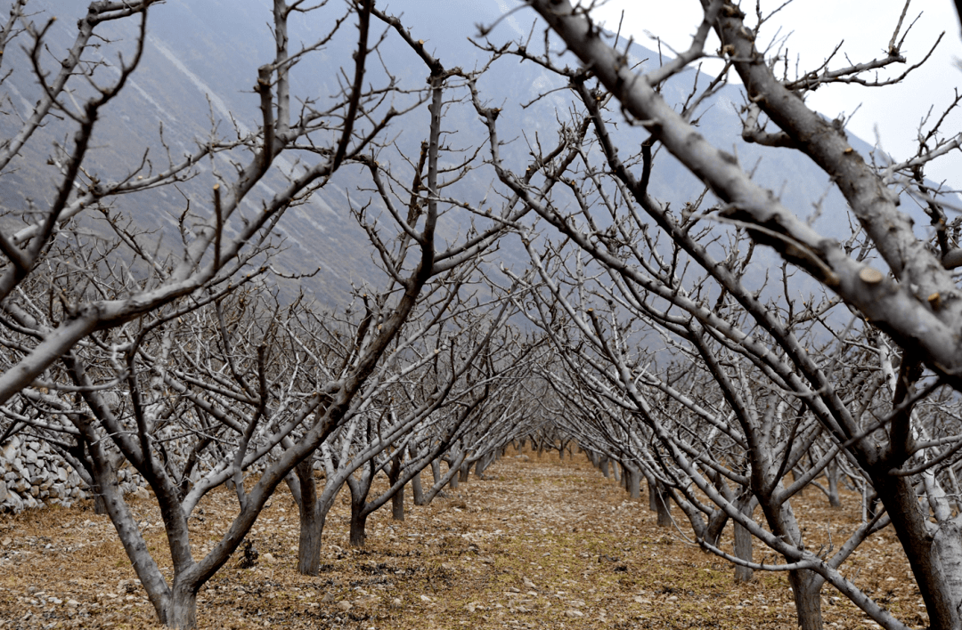 立冬后苹果园管理要点