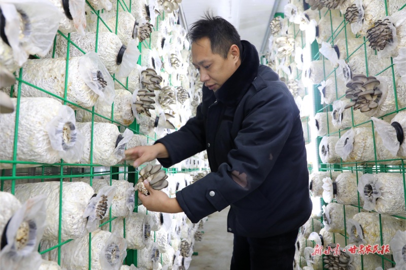 食用菌培育基地