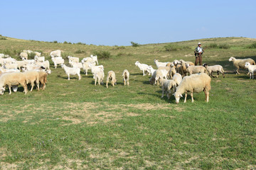 怎样分辨羊群中的病羊