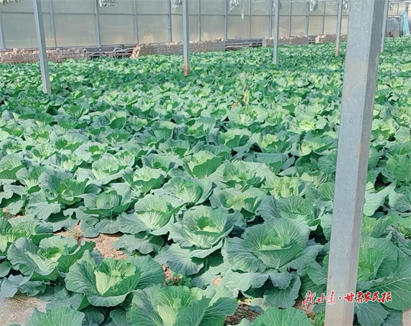 崇信 三十吨包菜首次启航越南之旅