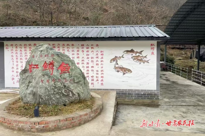 康县白杨镇：冷水鱼游出致富路