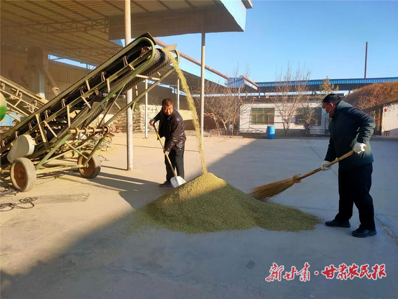 “圈粉”海外！ 民勤茴香荣登国际舞台