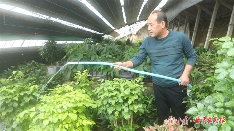 天祝：冬日花卉大棚“春意浓”