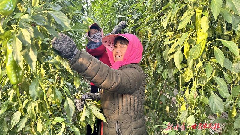 凉州：冬日大棚好“丰”景