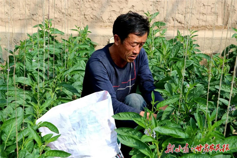 民勤县东坝镇：“话”丰收 “晒”幸福