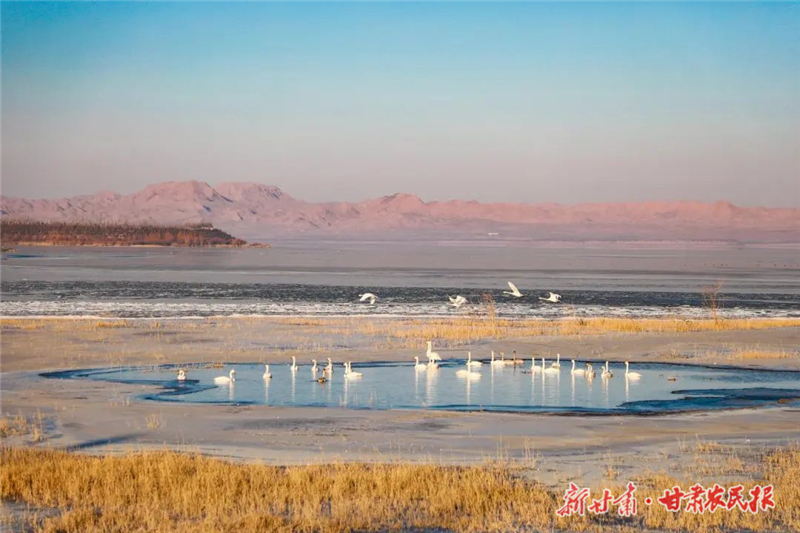 【图片新闻】民勤：红崖山水库天鹅舞