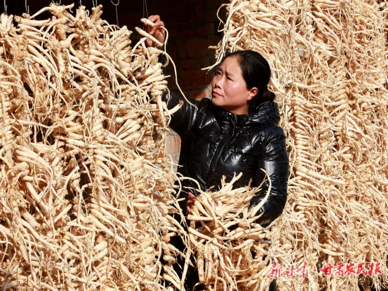 康县长坝镇：桔梗丰收加工忙