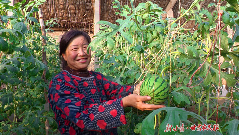 永昌县朱王堡镇：西瓜里的“甜蜜”致富经