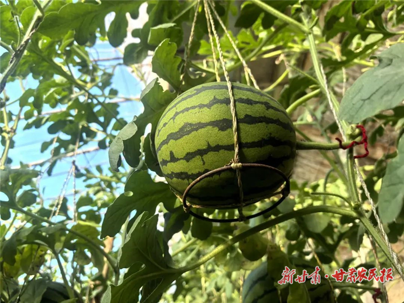 民勤县重兴镇：黑山“吊蔓”西瓜上市惹人馋