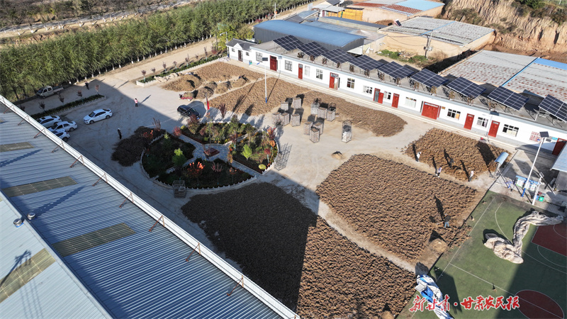 庄浪： 一株药苗延伸一条产业链