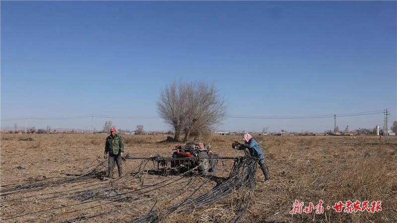 永昌县：“变废为宝”废旧地膜有了“好归宿”
