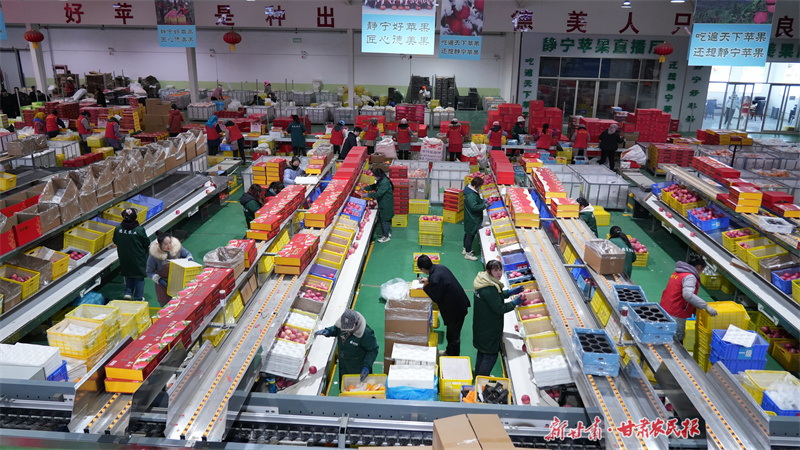 元旦临近，静宁苹果“俏”市场