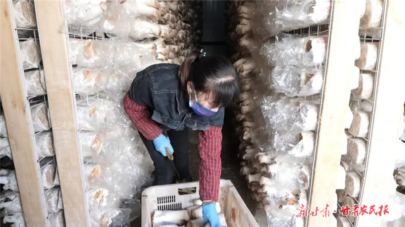 永昌县：设施农业助力农闲时节变身“丰收季”