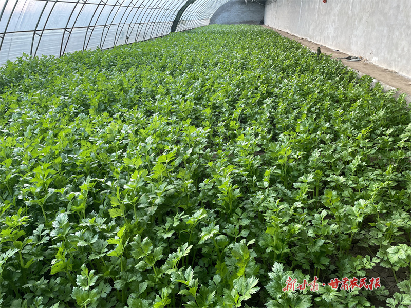 崆峒：大棚蔬菜冬管忙