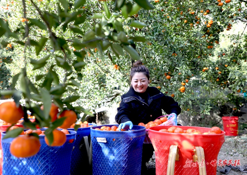 文县蜜橘丰收