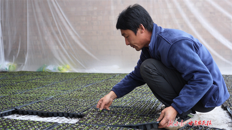 静宁：大棚育出新“丰”景