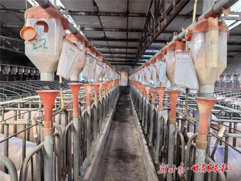 科技范儿！民勤：“智”养“幸福猪”