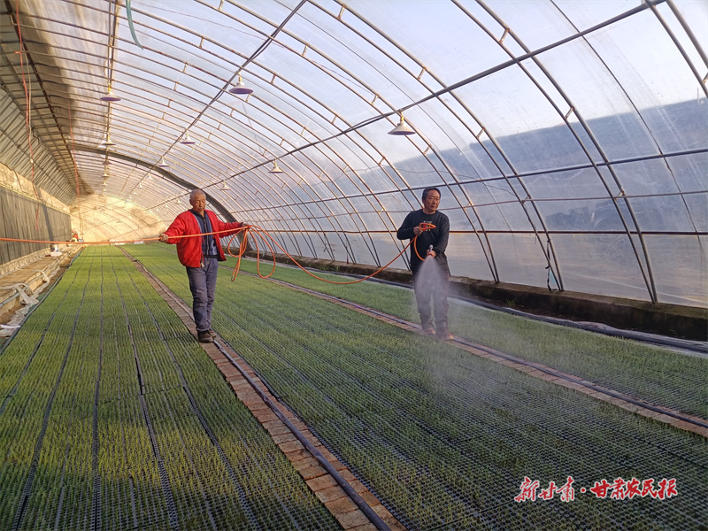 泾川：冬季大棚育苗忙