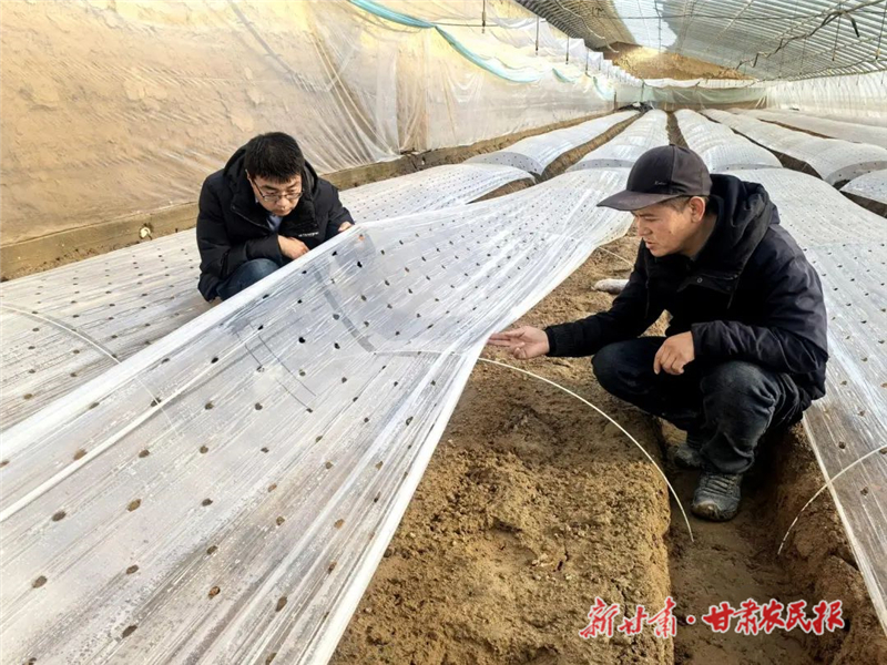 民勤：种植羊肚菌 “冬闲田”变“致富田”