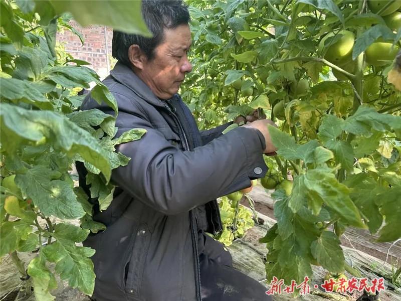 古浪：冬日大棚农事忙