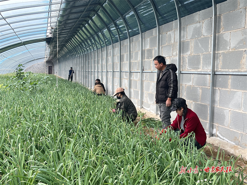 庄浪：温室大棚“绿意浓”