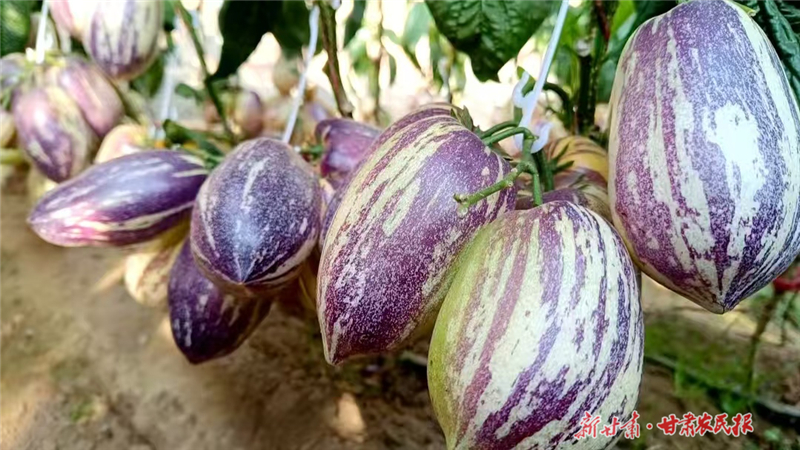 古浪：现代设施农业“棚”勃发展