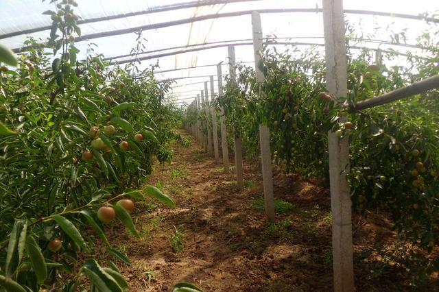 日光温室冬枣休眠期管理抓四点
