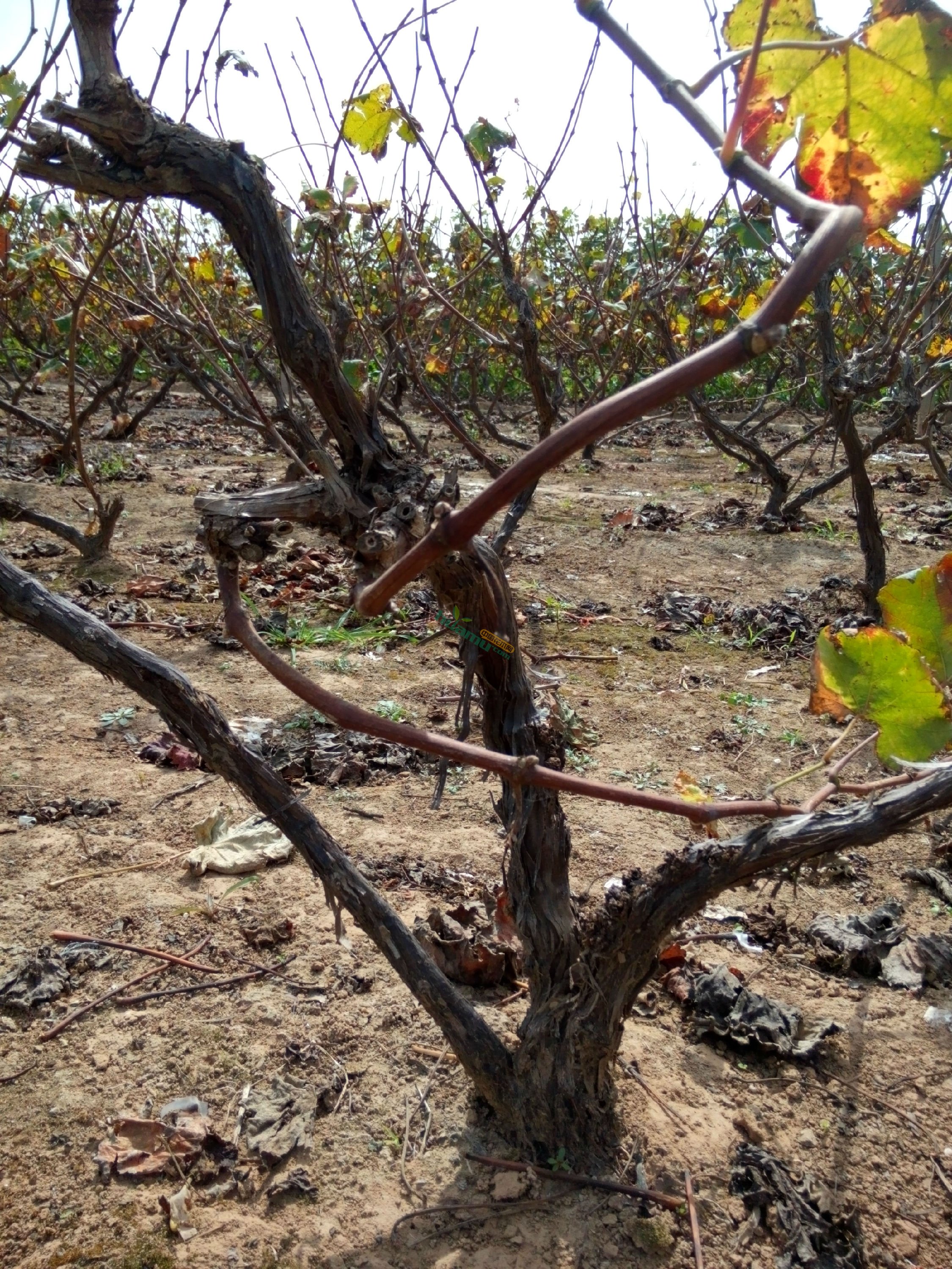 冬季葡萄树修剪小技巧