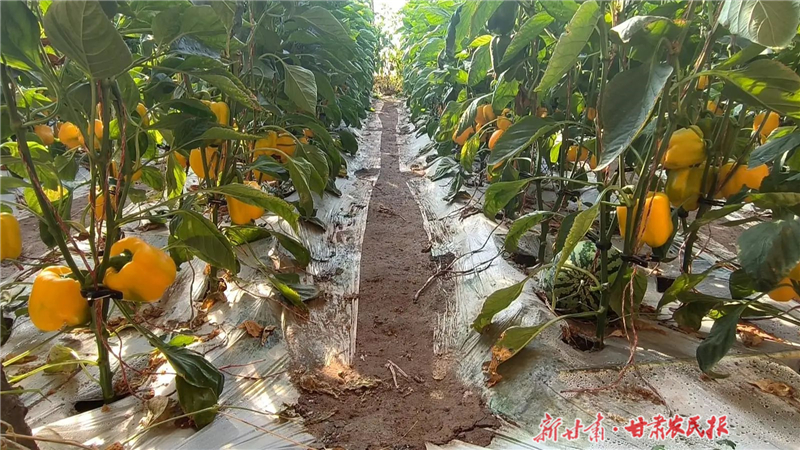 永昌县：辣椒“种”出红火的日子