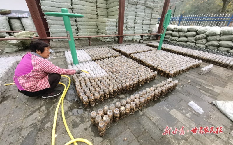 康县阳坝镇：食用菌产业拓宽致富路
